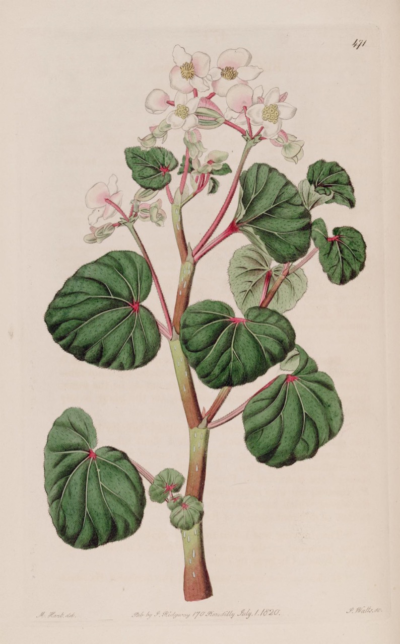 B. dubia
